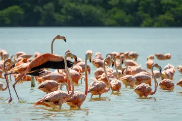 Lake Nakuru