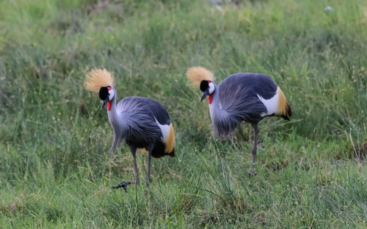 Amboseli 3