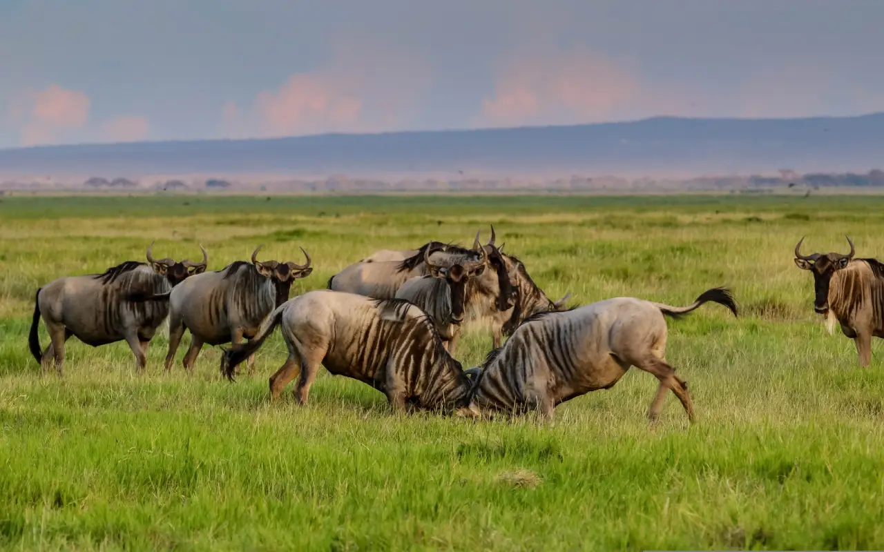 Amboseli