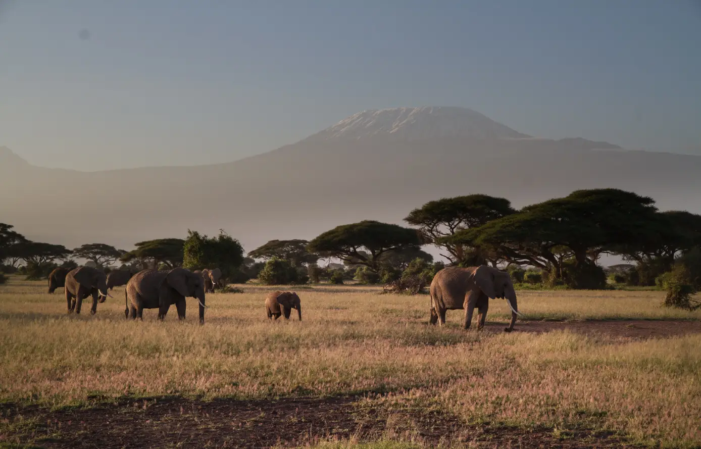 Amboseli 1