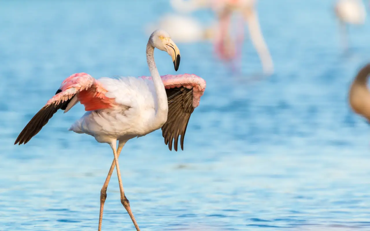 Lake Nakuru 1