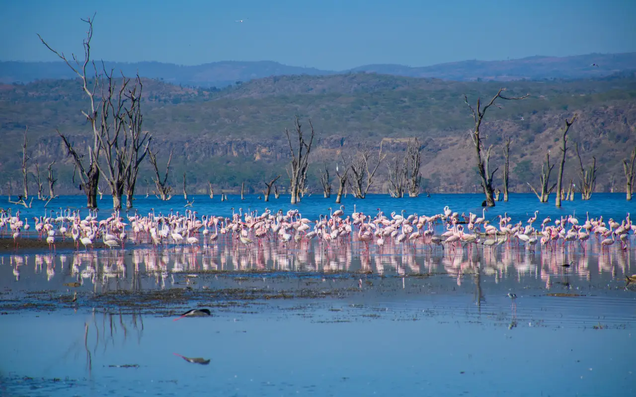 Lake Nakuru 3