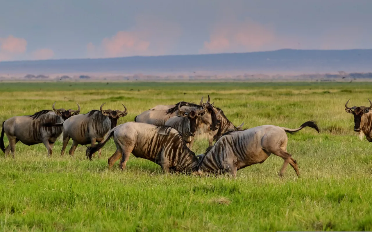Amboseli 1