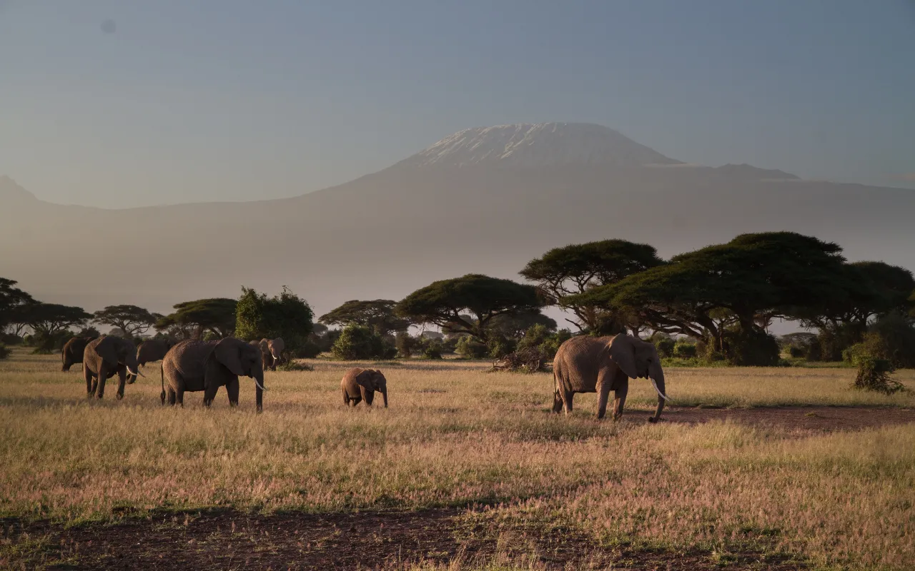 Amboseli 2