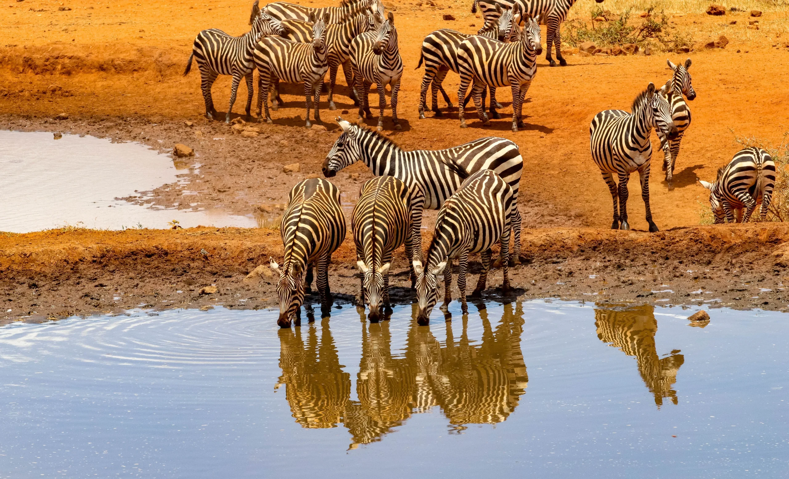 Amboseli 2