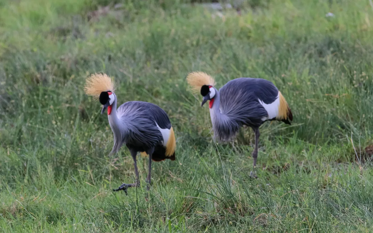 Amboseli 4