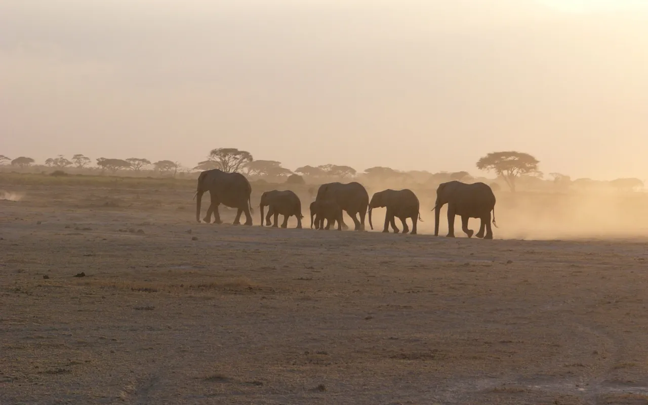 Kenyan Contrast4