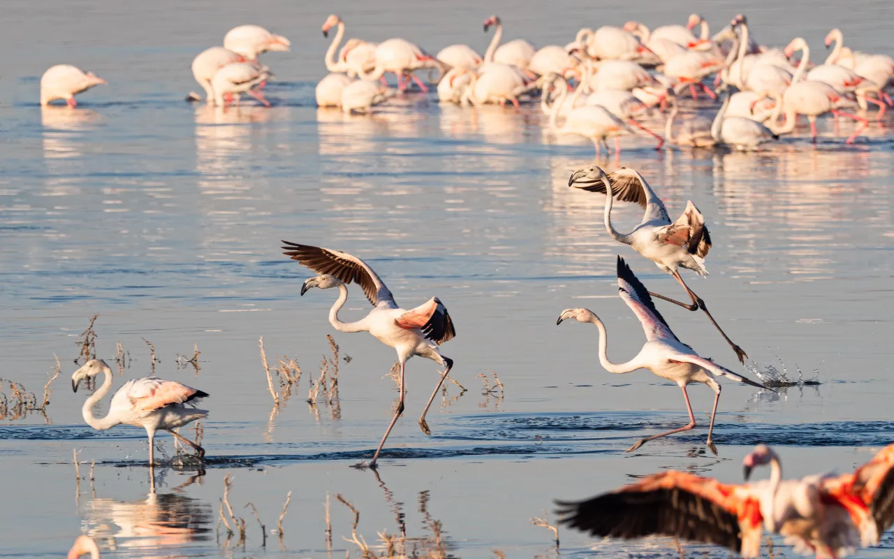 Lake Nakuru 1