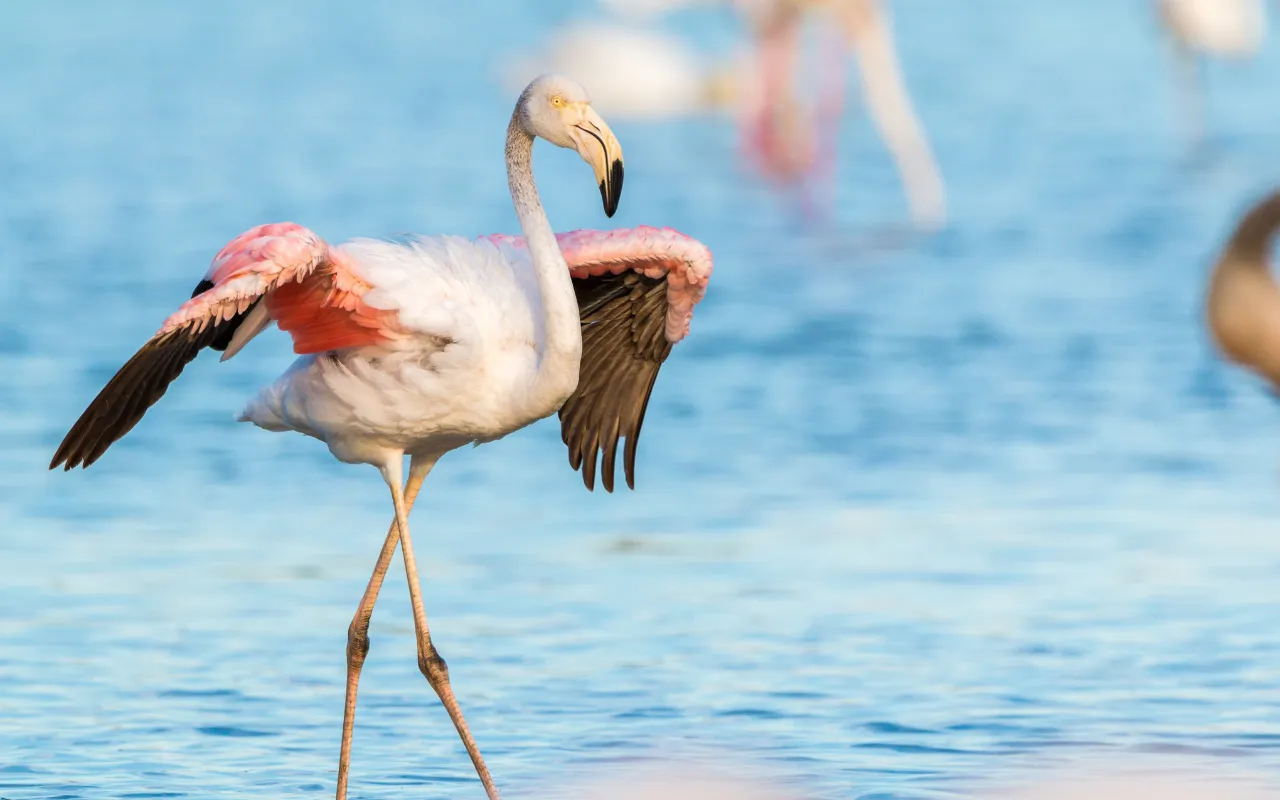 Lake Nakuru 3