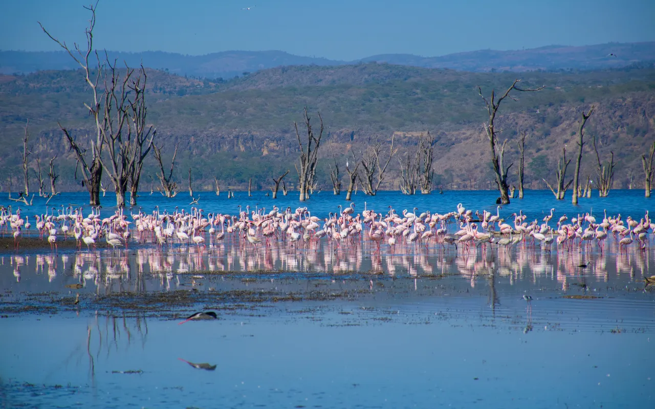 Lake Nakuru2