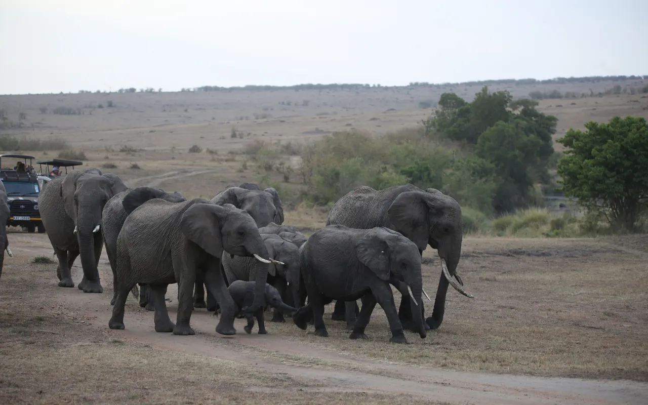 Maasai Mara 1