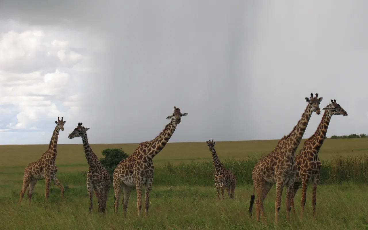 Maasai Mara2