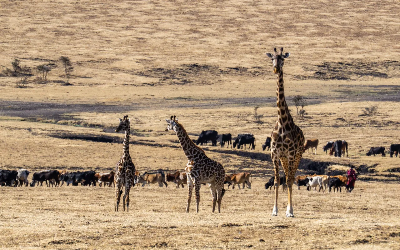 Maasai Mara3