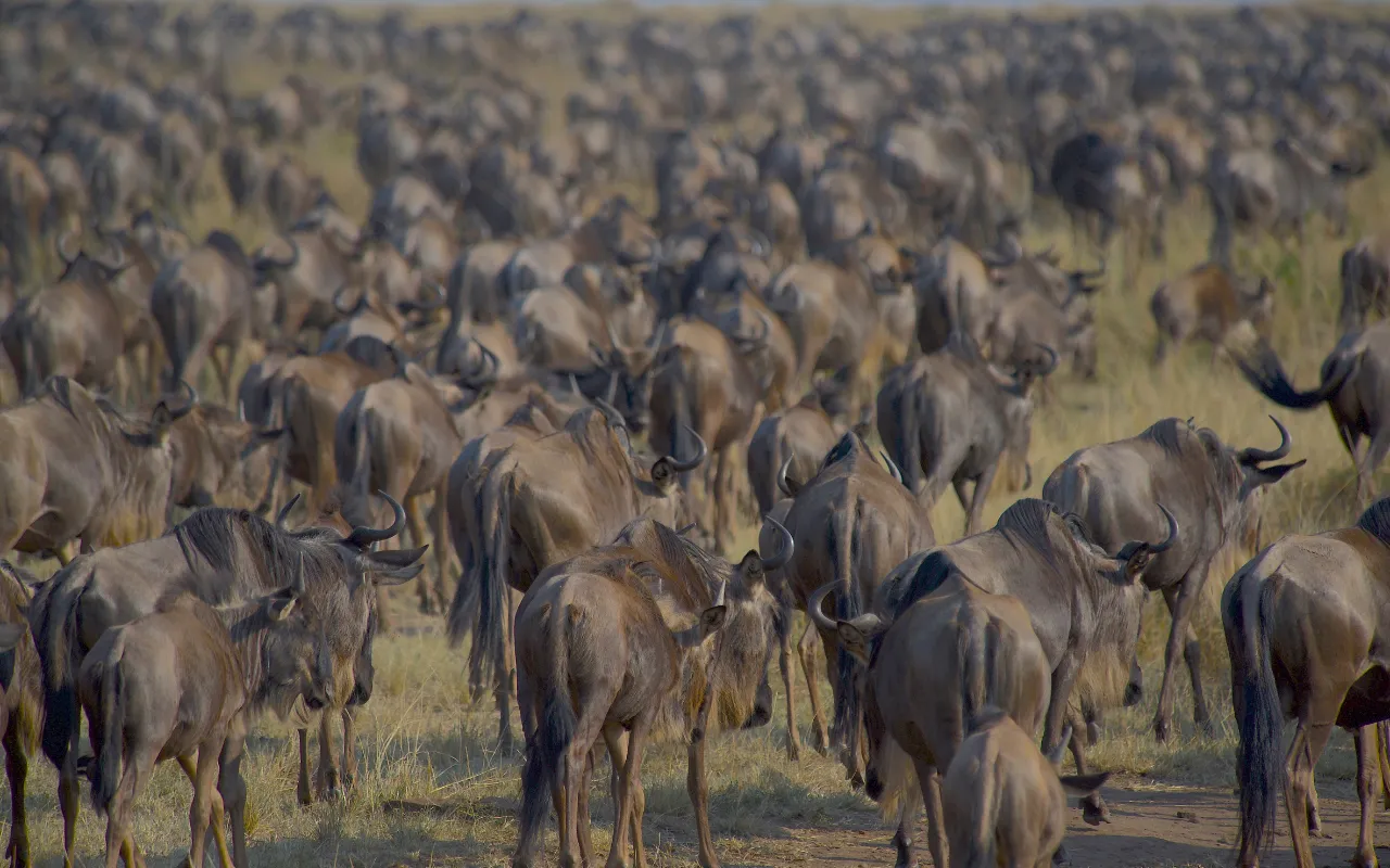Maasai Mara4
