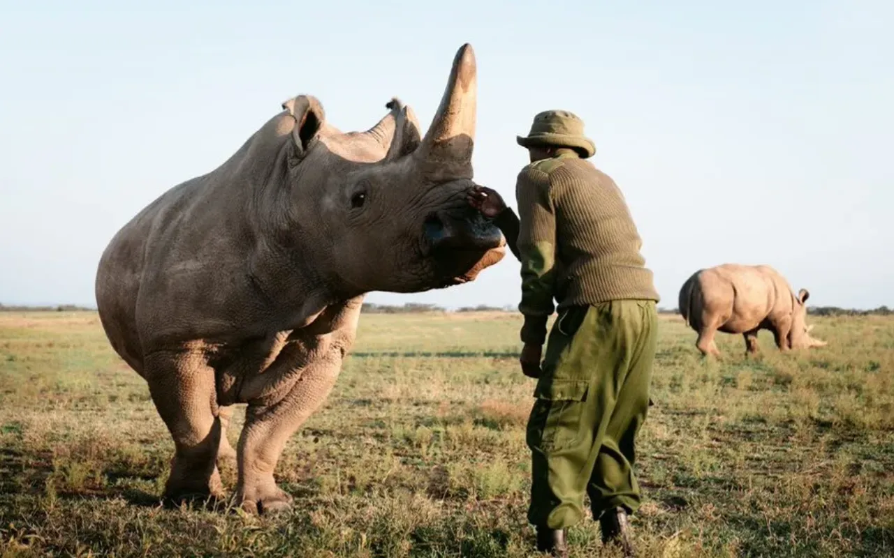 Olpejeta 2