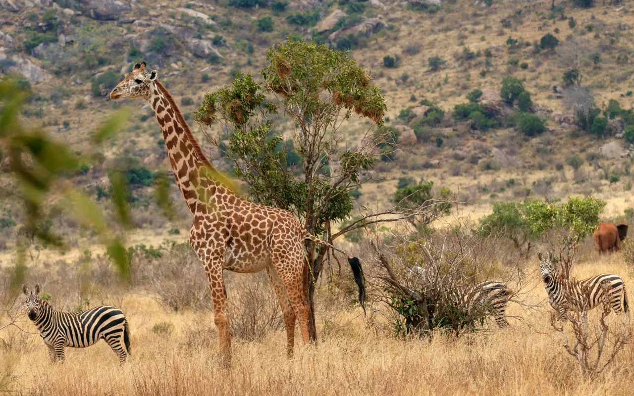 Tsavo 1