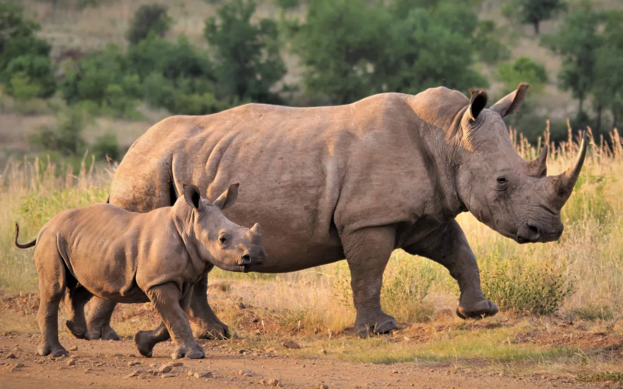 Tsavo2
