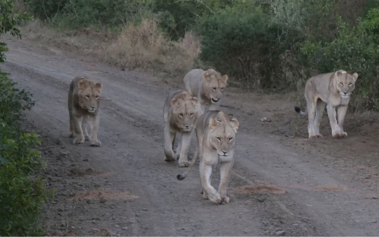Tsavo4